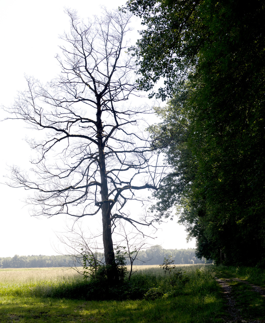 Der Baum ist tot