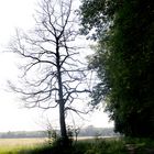 Der Baum ist tot