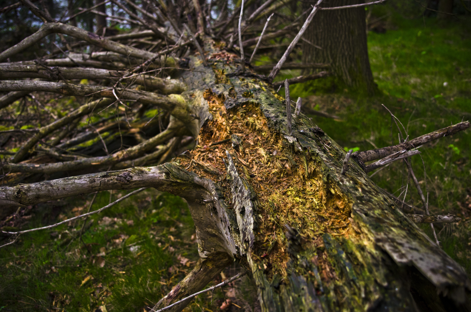 Der Baum ist Tot!