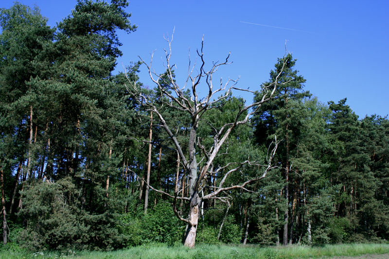 der Baum ist tot, aber fest verankert in der Erde