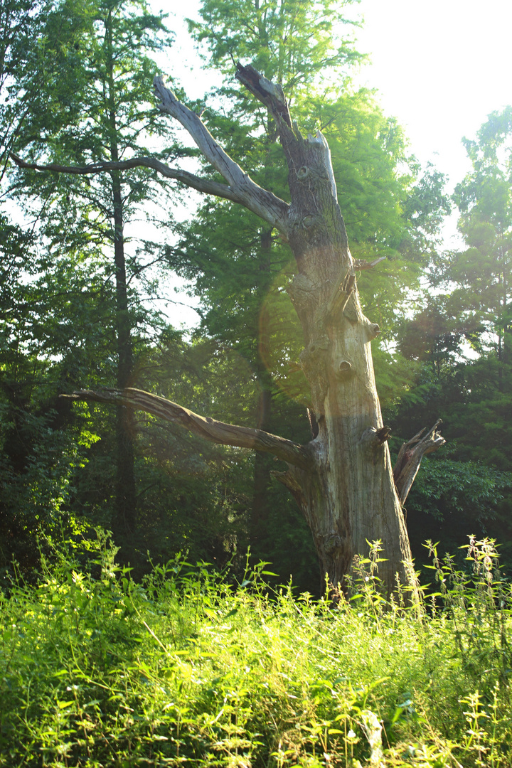 Der Baum ist Tot aber schön