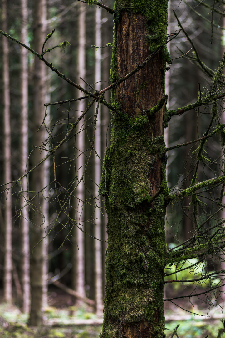 Der Baum ist tot