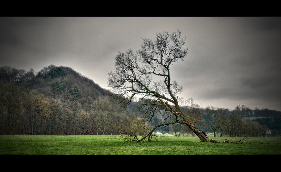 Der Baum ist tot