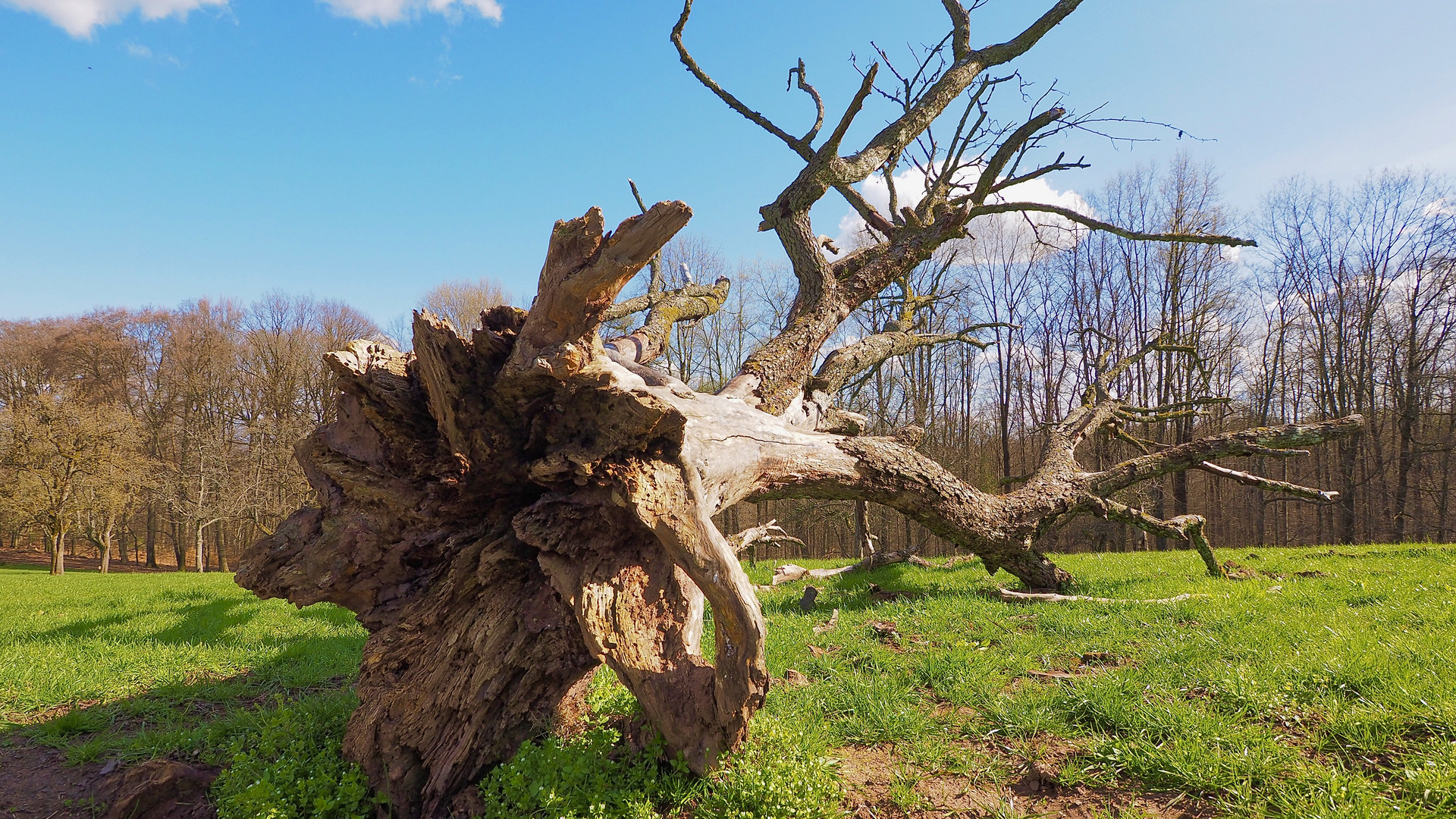 Der Baum ist tot