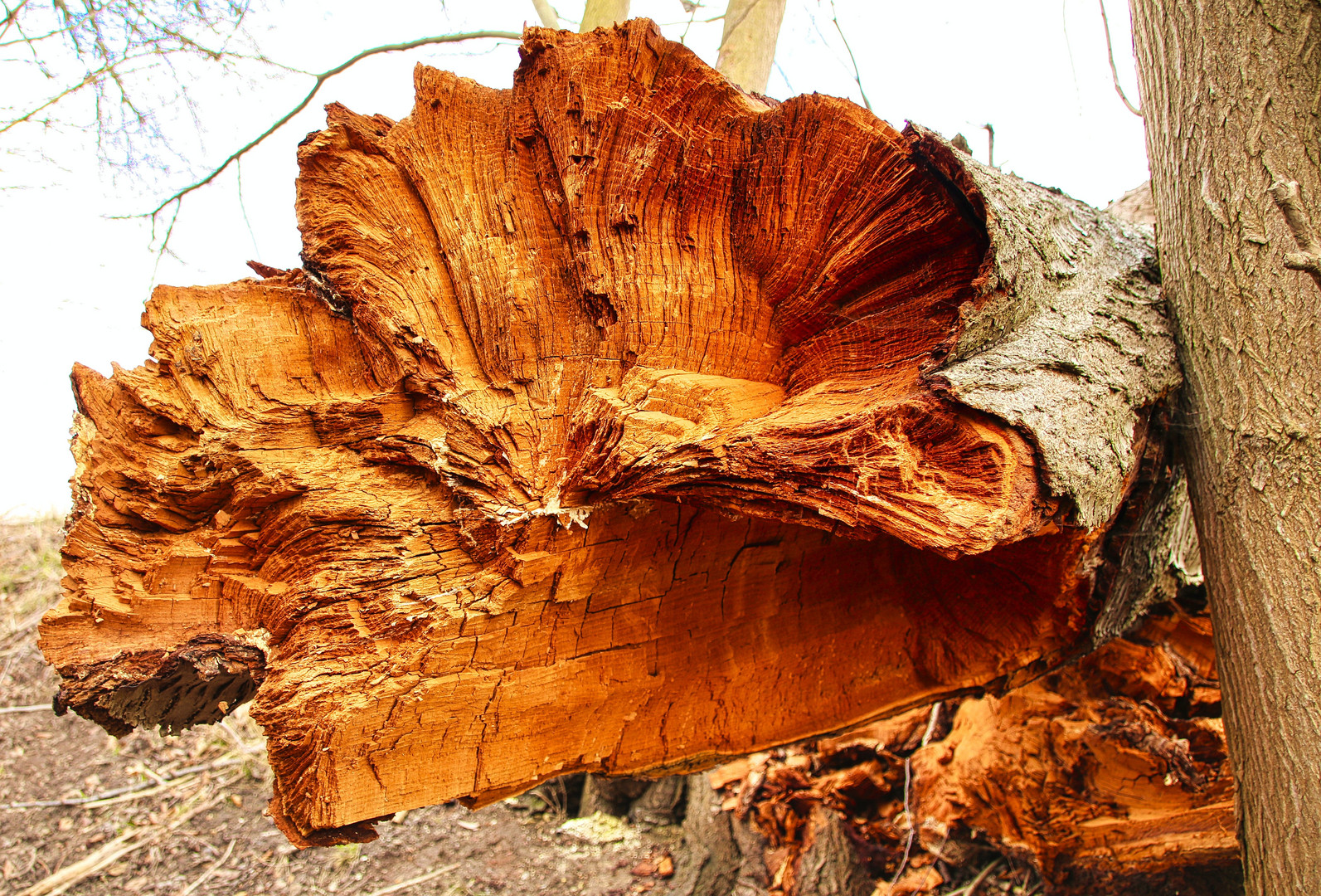 Der Baum ist tot -  es lebe der Baum