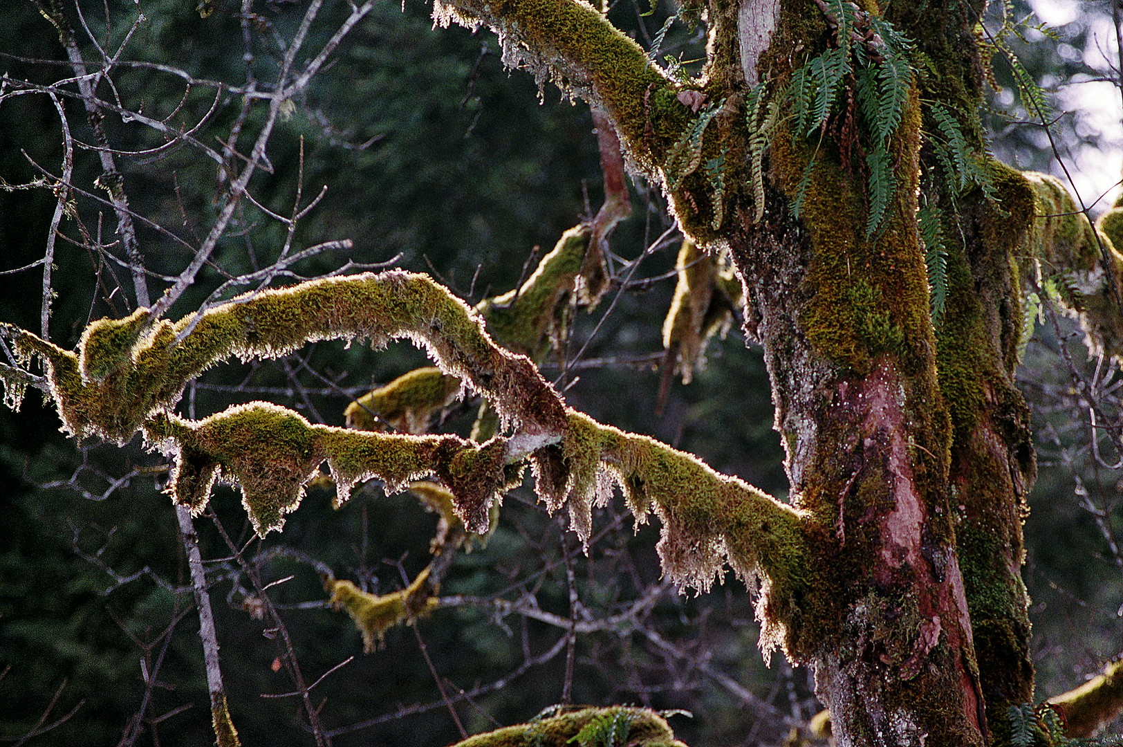 Der Baum ist tot und doch voller Leben