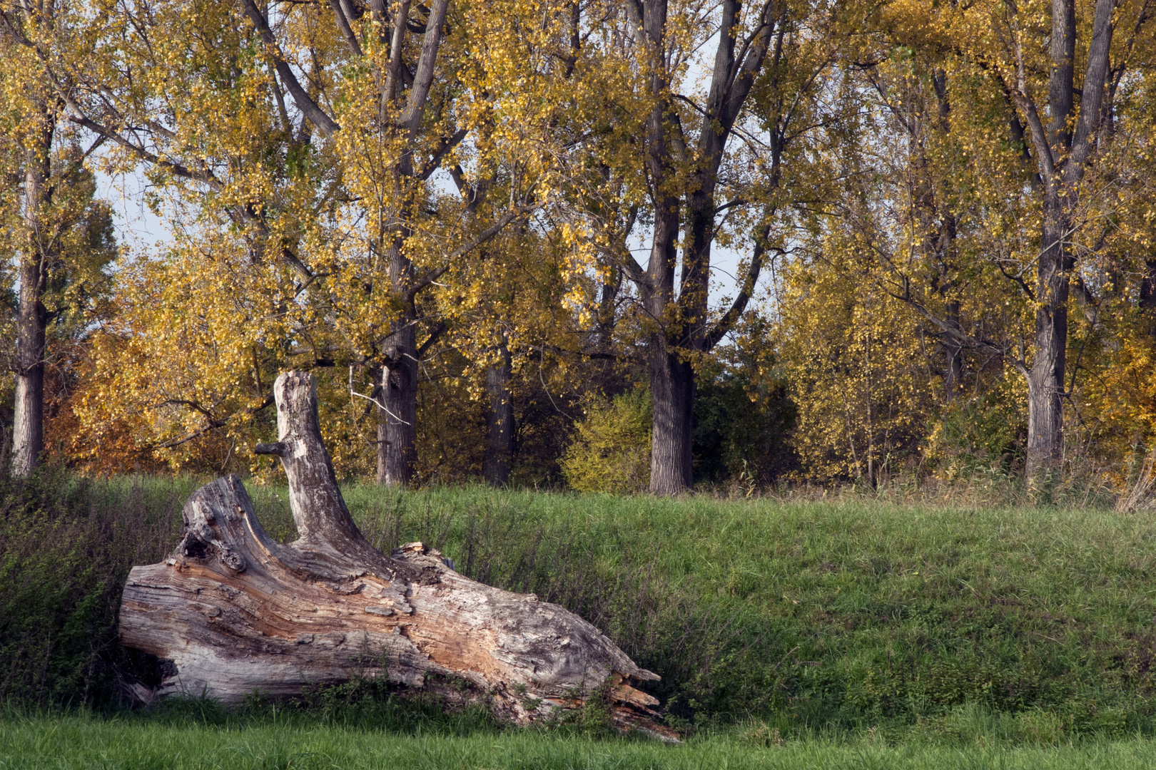 Der Baum ist tot,es lebt der Baum.