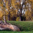 Der Baum ist tot,es lebt der Baum.