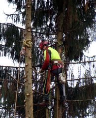 Der Baum ist weg