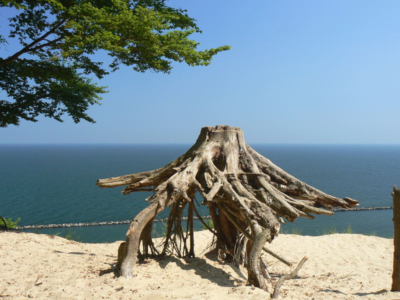 der Baum ist weg