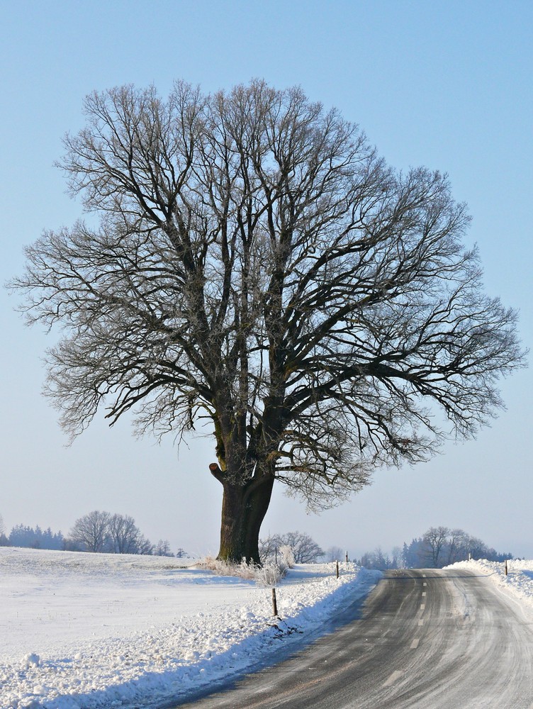 Der Baum IV