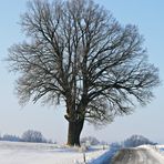 Der Baum IV