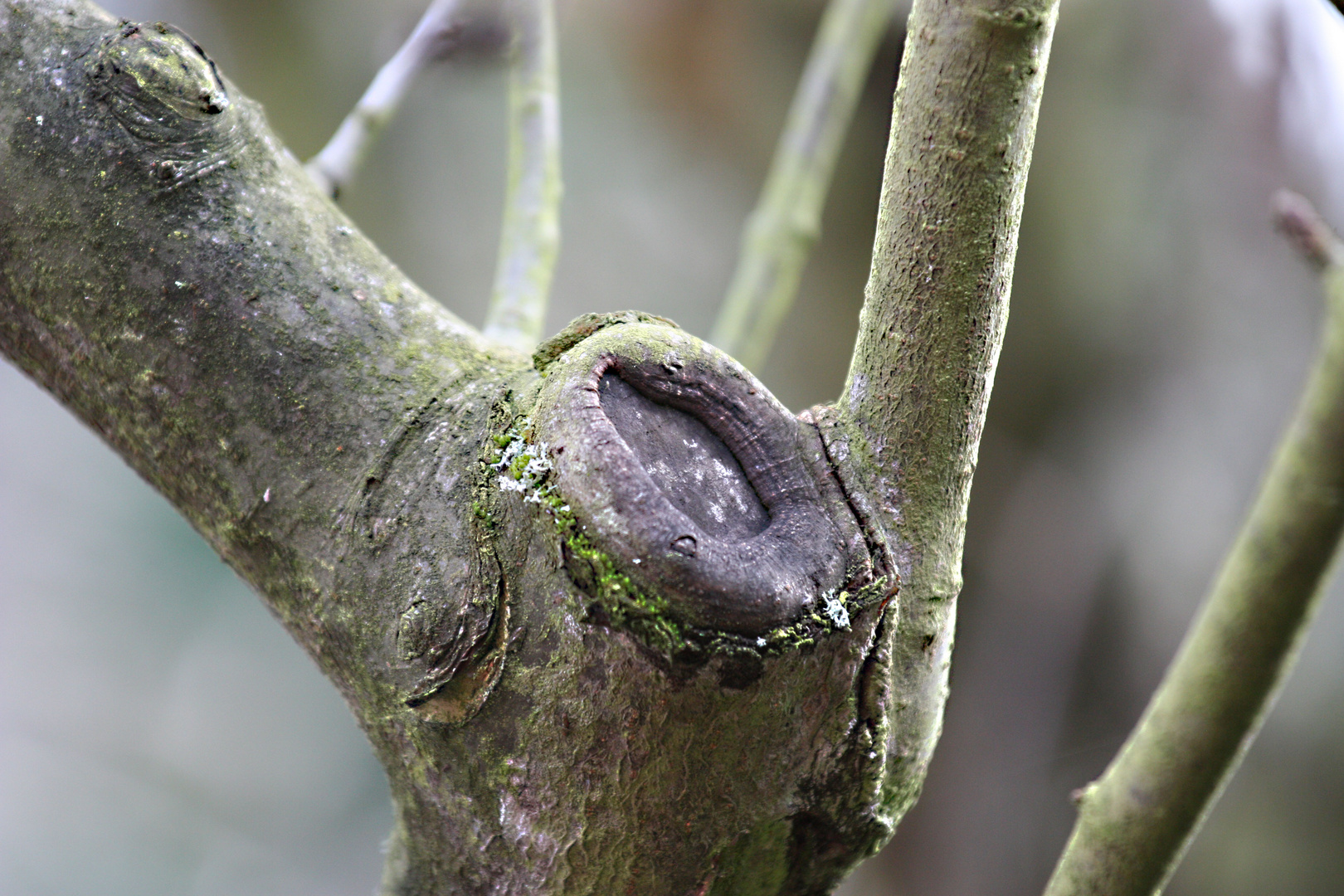 Der Baum kämpft gegen den Schnitt