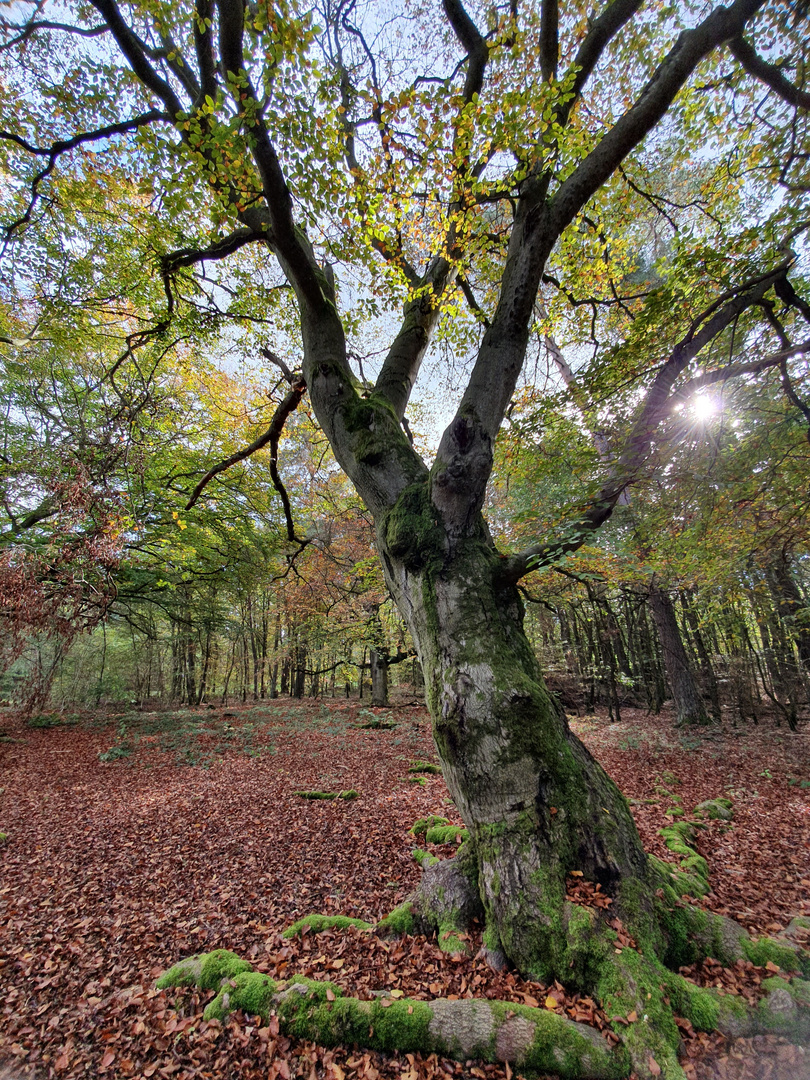 Der Baum lebt