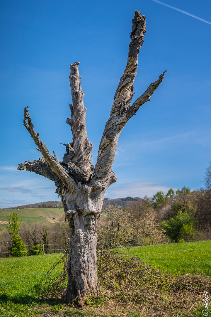 Der Baum lebt!