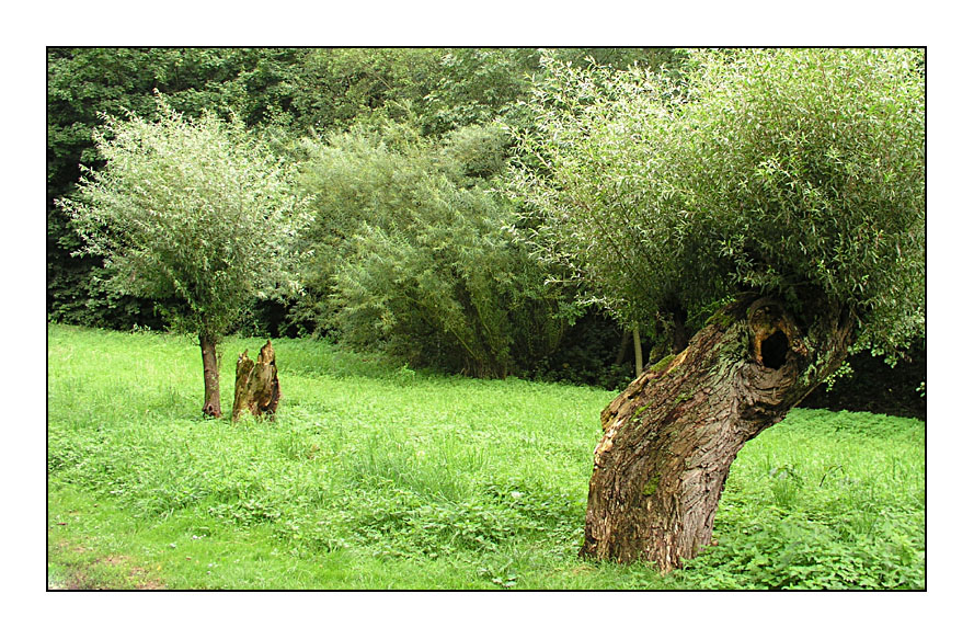 Der Baum lebt...