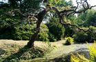 Der Baum lebt 3 von Volker a.H.