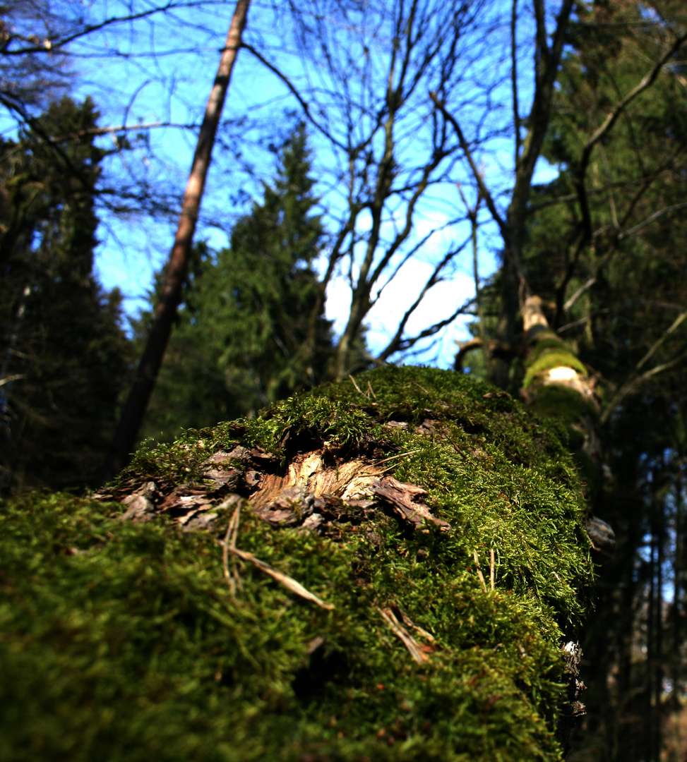 Der Baum lebt doch