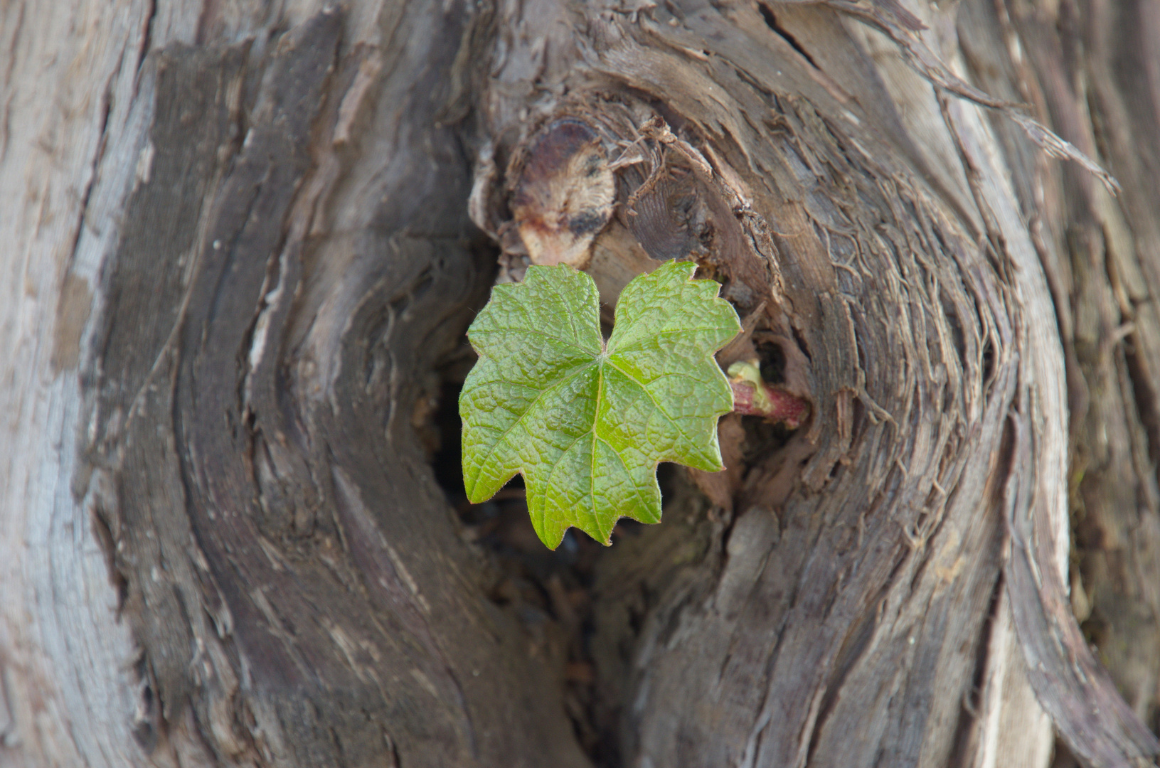 Der Baum lebt noch...