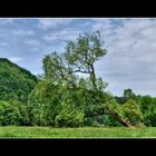 Der Baum lebt - Totgesagte leben länger ...