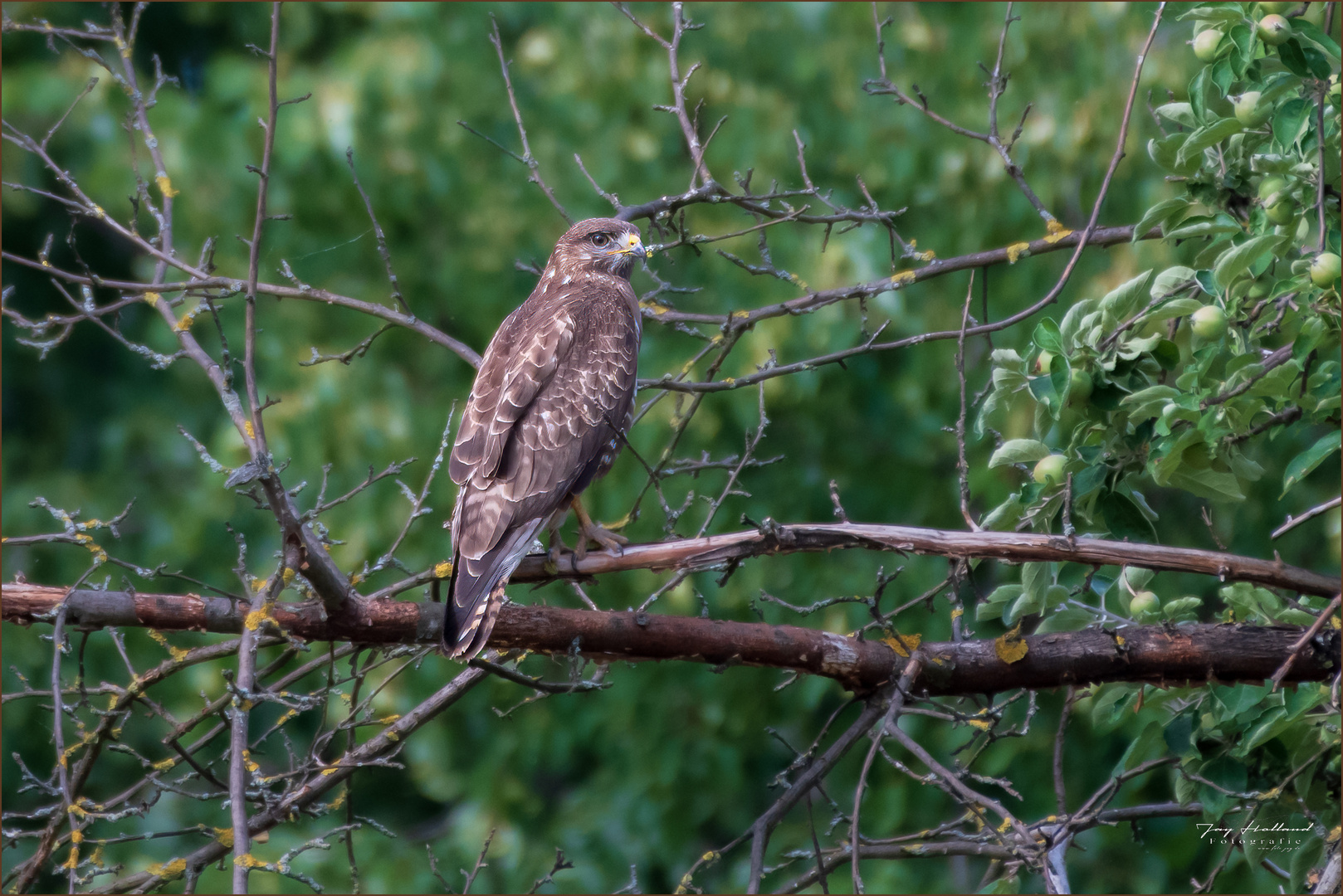 Der Baum-Mäusebussard