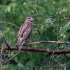 Der Baum-Mäusebussard