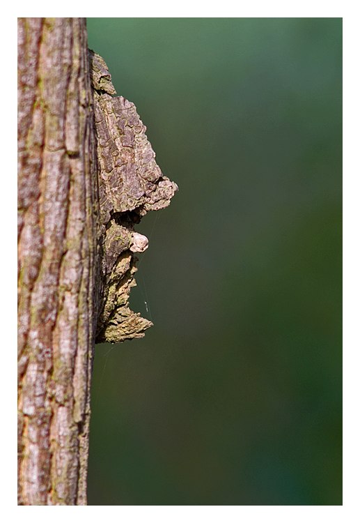 Der Baum-Mann