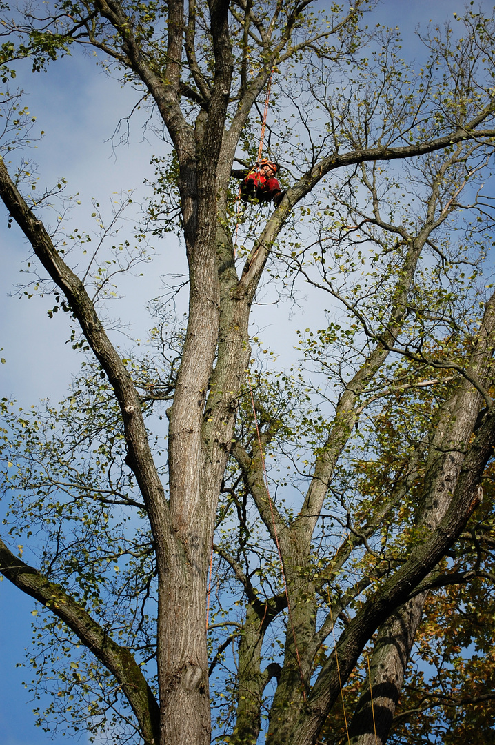 Der Baum-Mann