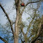 Der Baum-Mann