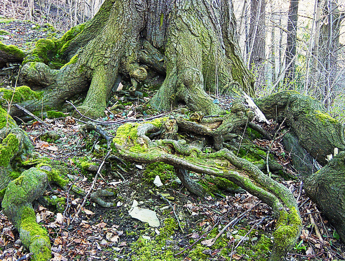 Der Baum - mein alter Freund