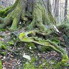 Der Baum - mein alter Freund