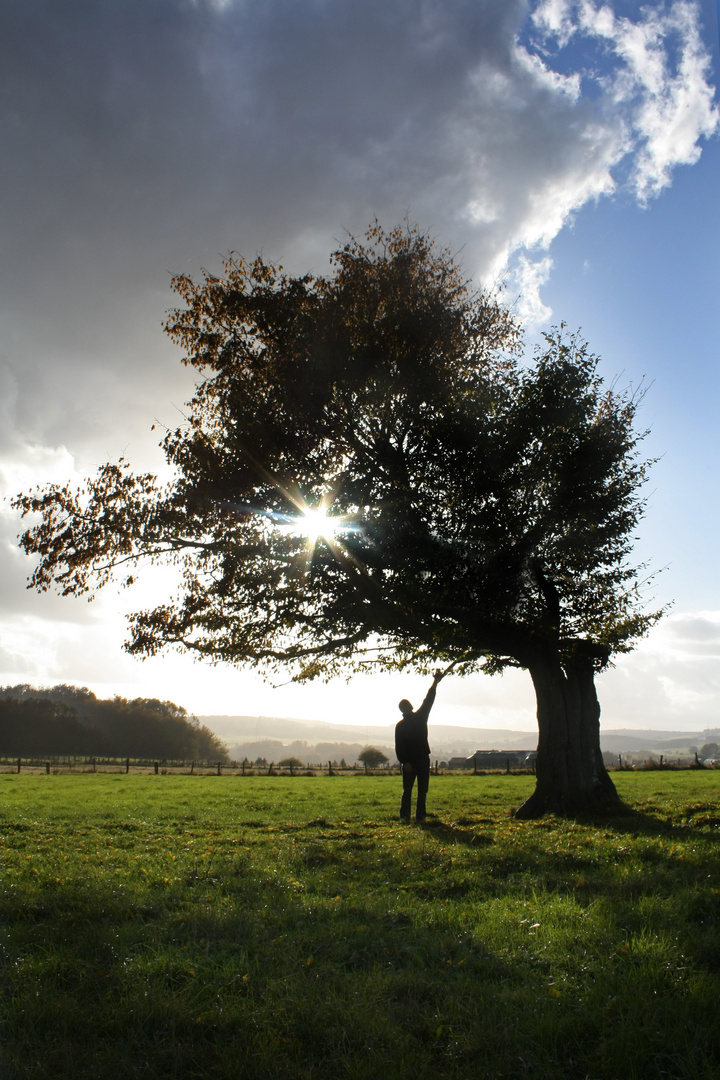 Der Baum, mein Freund