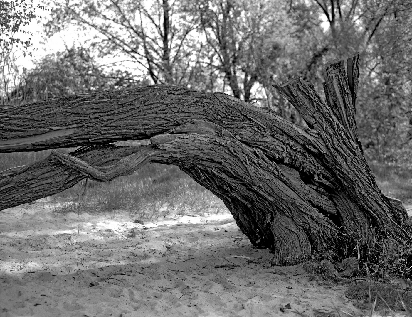 der baum mein freund