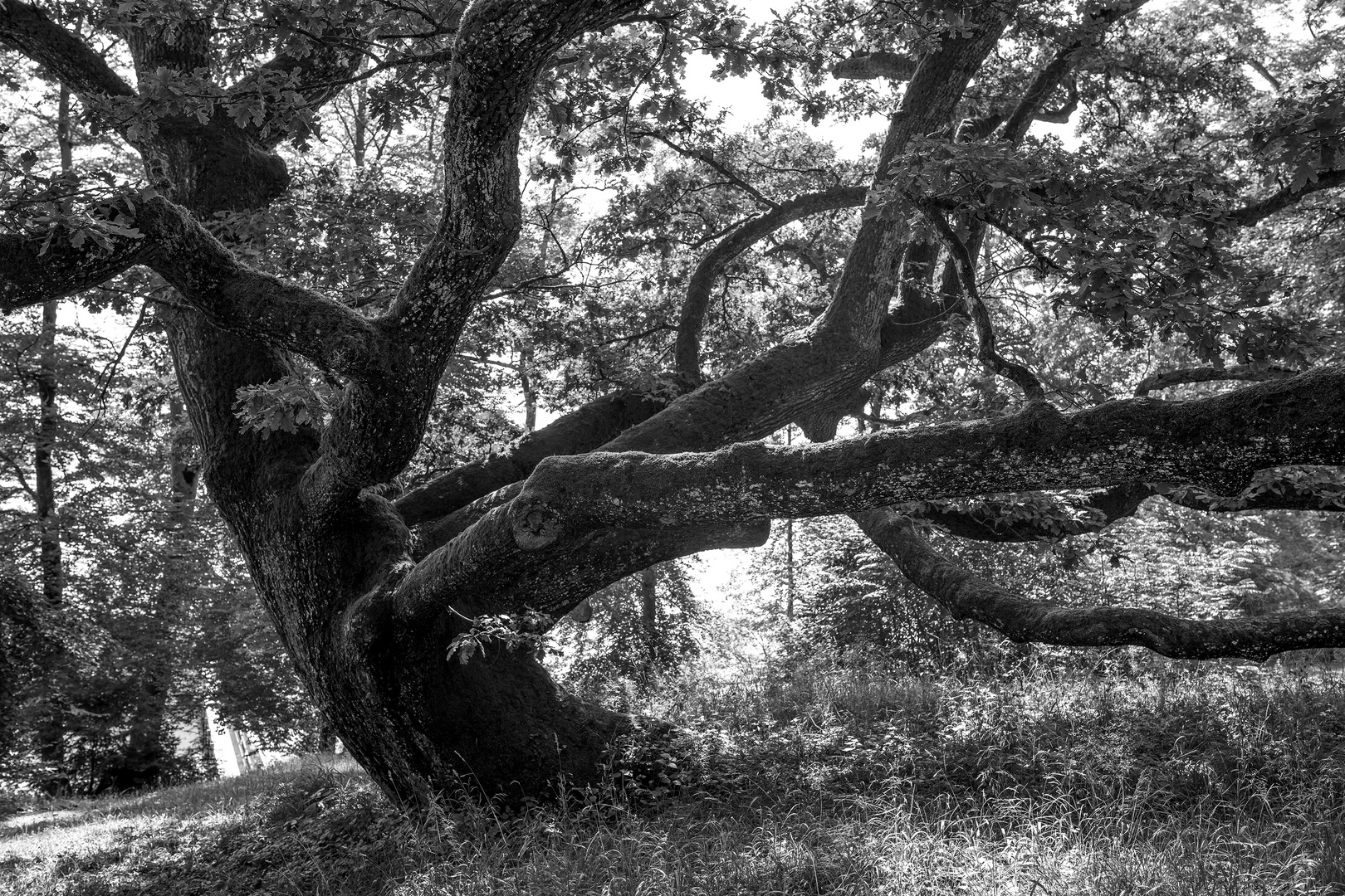 Der Baum mein Freund II