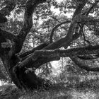 Der Baum mein Freund II