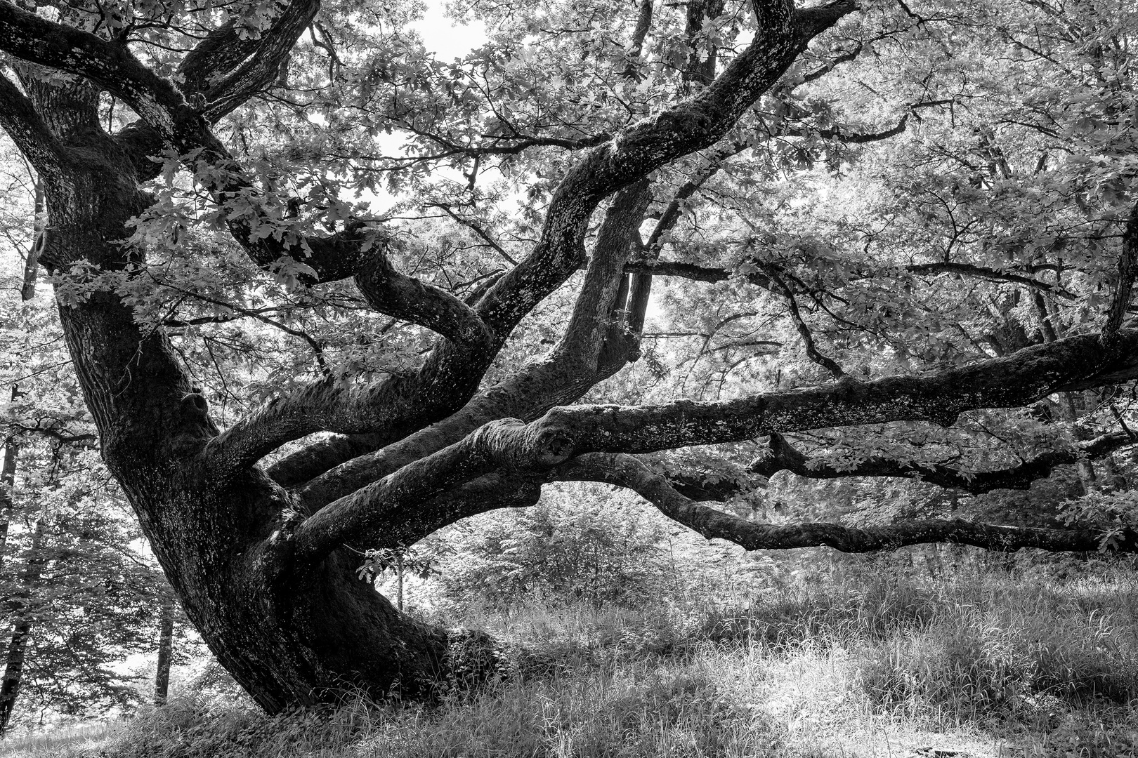 Der Baum mein Freund III