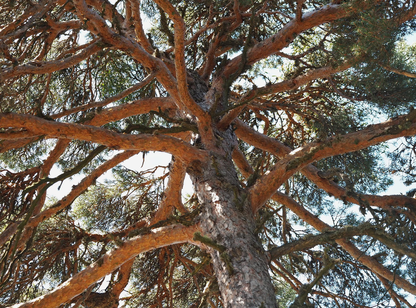 Der Baum - mein Freund! - L'arbre, mon ami!