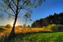 Der Baum - mein Sonnenschutz