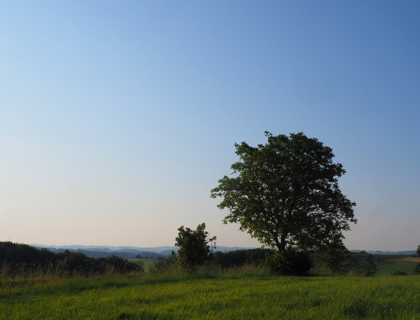 der Baum mit Aussicht