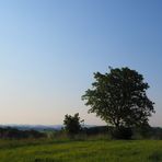 der Baum mit Aussicht