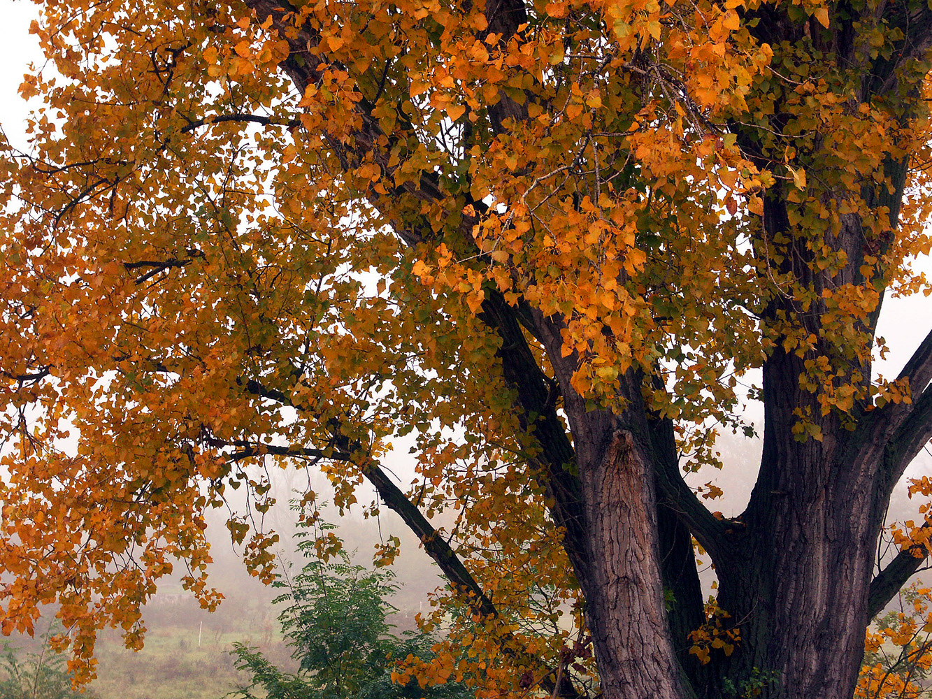 Der Baum mit dem ich rede