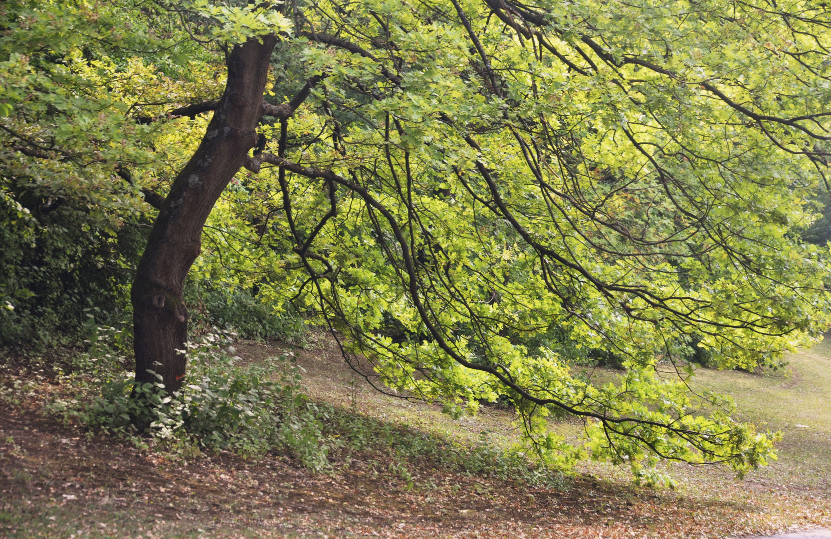 der Baum mit den tief hängenden Zweigen