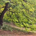 der Baum mit den tief hängenden Zweigen