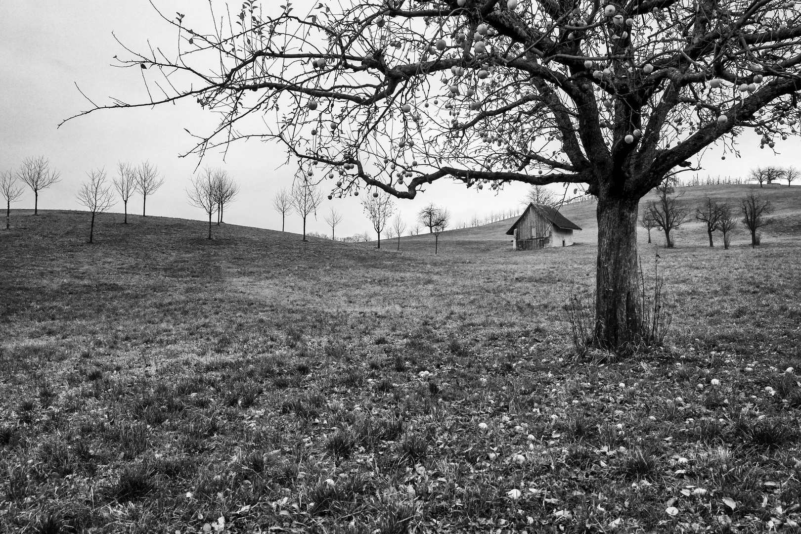 Der Baum mit den vergessenen Äpfeln