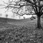 Der Baum mit den vergessenen Äpfeln