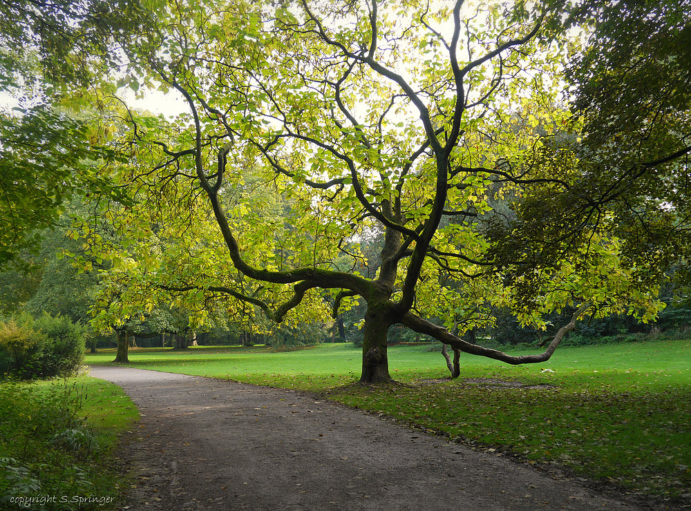 Der Baum mit den vielen Armen