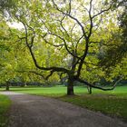 Der Baum mit den vielen Armen