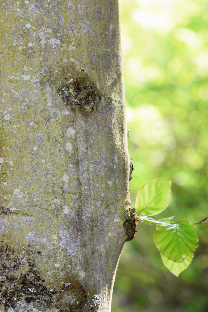 Der Baum mit der Pfeife .......