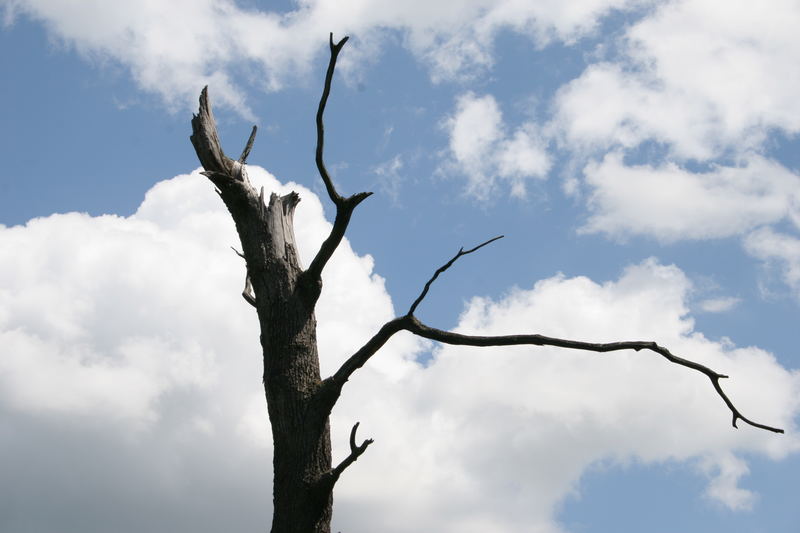 Der Baum mit einem Arm