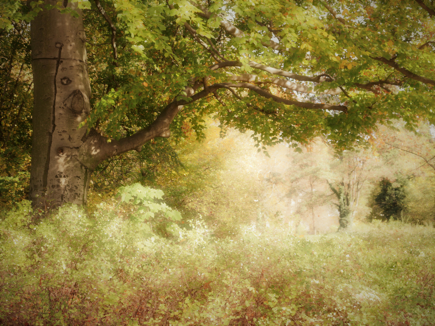 Der Baum mit Gesicht